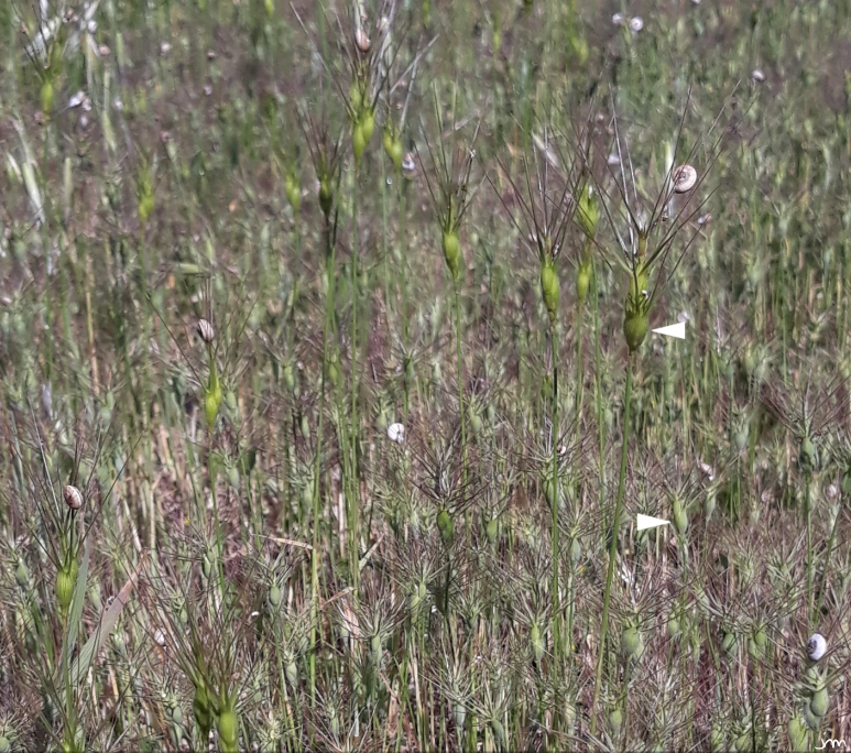 Phénotypes différents ægylops geniculata phenotype