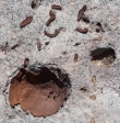 Dolycoris