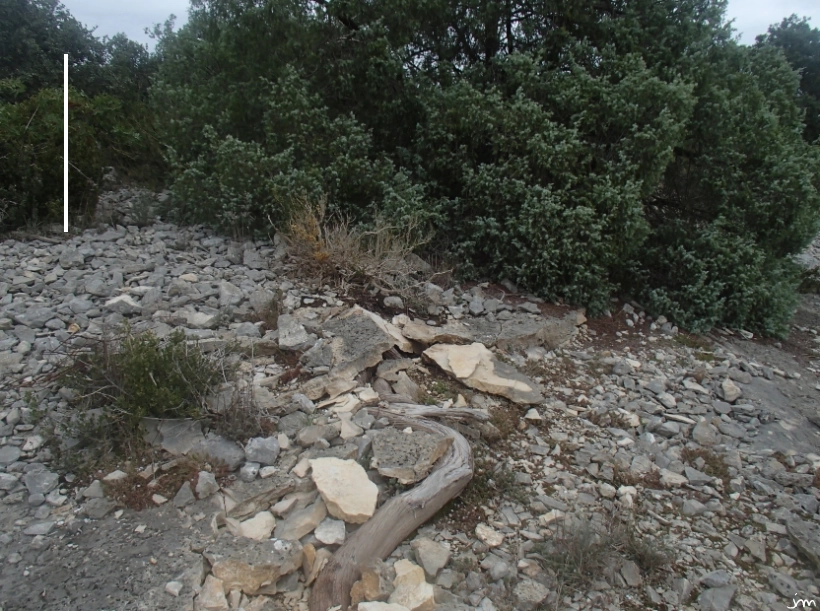 Action des racines des arbres altération racine dalle calcaire erosion
