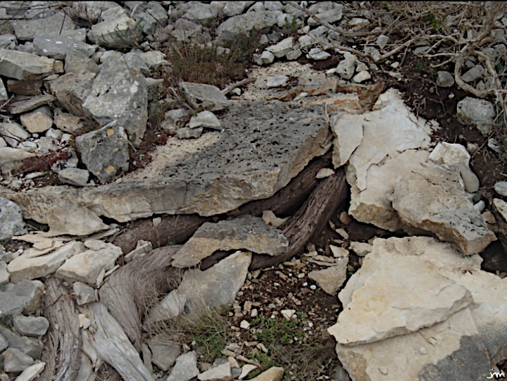 Action des racines des arbres altération racine dalle calcaire erosion