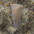 Dent de requin fossile miocène