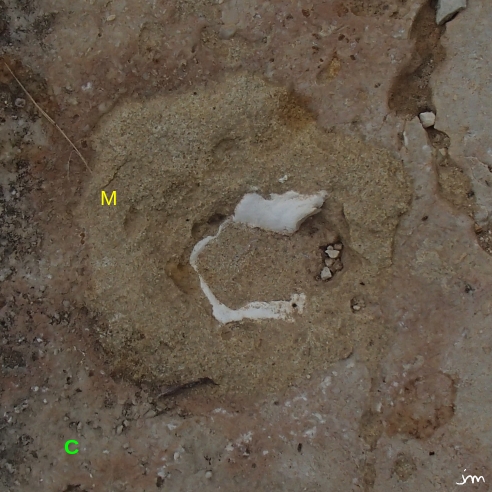 niche d'oursin miocène 1