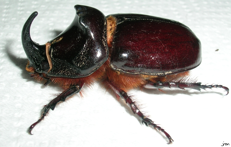 Oryctes nasicornis