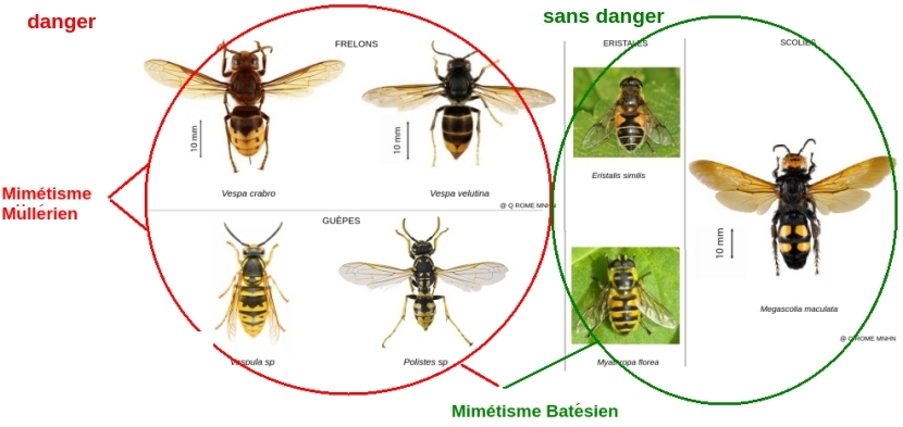 image manquante
