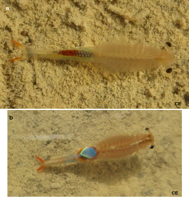Crevettes