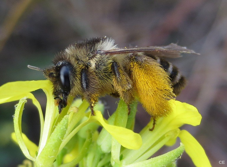Abeille sauvage