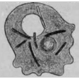 Phagocytose