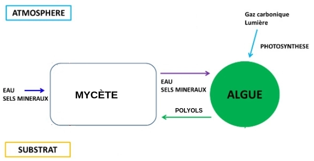 symbiose lichen photosynthese