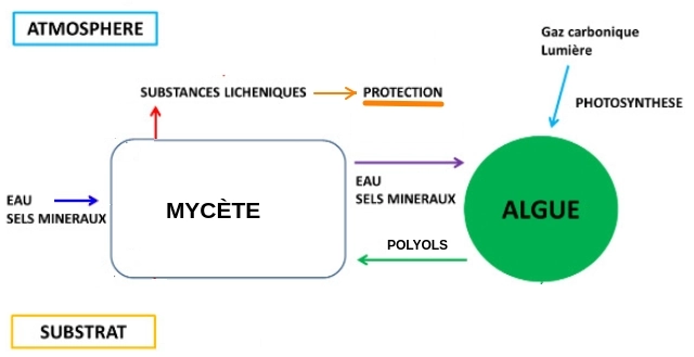 symbiose lichen parietine