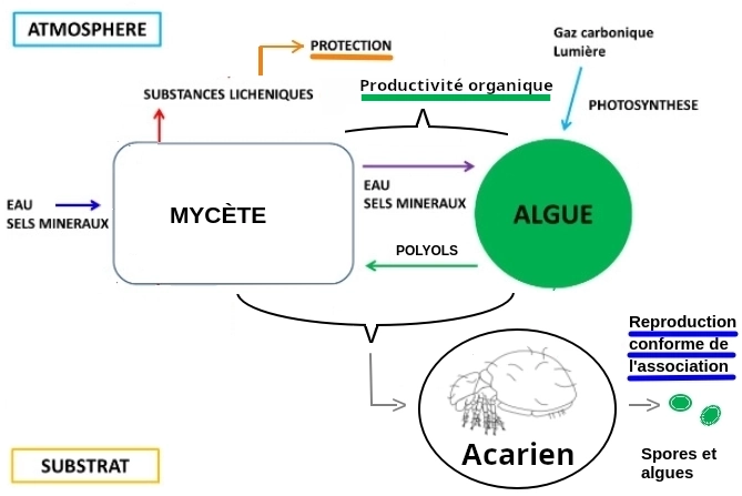 symbiose lichen oribate