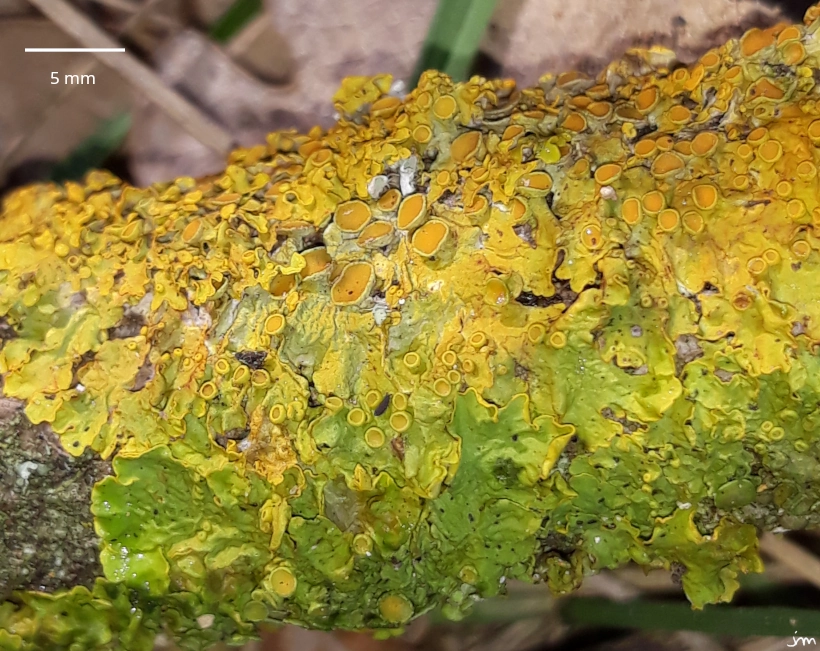Xanthoria parietina lumière ombre apothécie