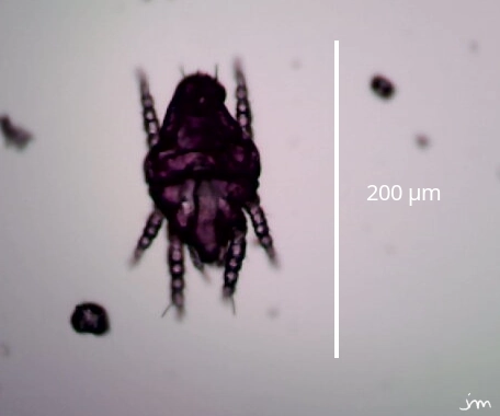 Oribate acarien larve