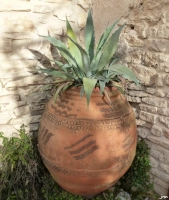 Agave americana pot