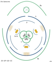 Diagramme floral iris des garrigues Iris lutescens Lam. 1789 Iridacée