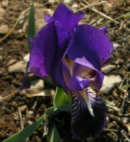 fleur iris des garrigues Iris lutescens Lam. 1789 Iridacée