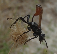 Hymenoptère sphécidé Prionyx lividocinctus