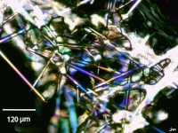 Agave americana pulpe feuille raphide oxalate calcium