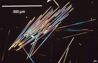 Agave americana raphide oxalate calcium