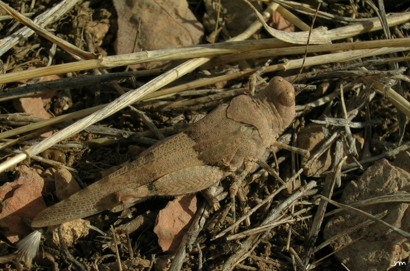 Criquet camouflé