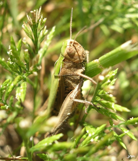 Criquet camouflé